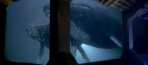 The humpback whales, George and Gracie, in the tank aboard the H.M.S. Bounty.